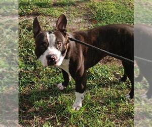 American Staffordshire Terrier Dogs for adoption in Fort Lauderdale, FL, USA