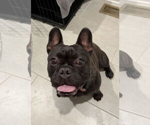 French Bulldog Dogs for adoption in Omaha, NE, USA