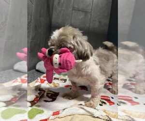 Shih Tzu-Unknown Mix Dogs for adoption in New York, NY, USA