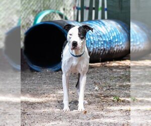 Catahoula Leopard Dog Dogs for adoption in Palmetto, FL, USA