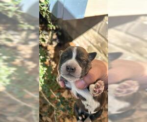 American Pit Bull Terrier Dogs for adoption in Houston, TX, USA