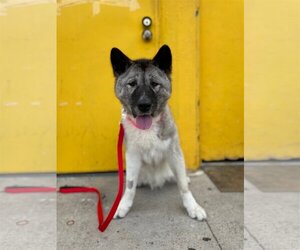 Akita Dogs for adoption in Santa Monica, CA, USA