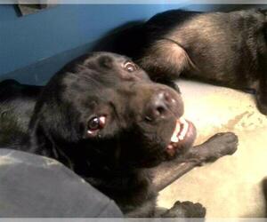 Mutt Dogs for adoption in Tallahassee, FL, USA