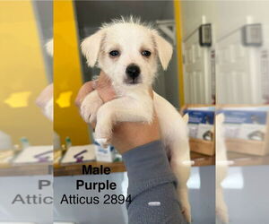 Chihuahua-Unknown Mix Dogs for adoption in Studio City, CA, USA