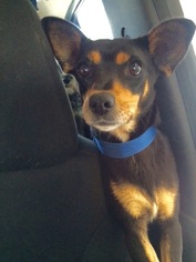 American Rat Pinscher Dogs for adoption in San Diego, CA, USA