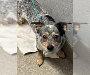 Mutt Dogs for adoption in Las Vegas, NV, USA
