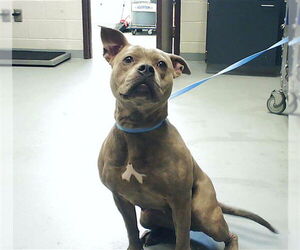 Mutt Dogs for adoption in Fayetteville, NC, USA
