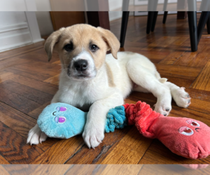 Great Pyrenees-Unknown Mix Dogs for adoption in Brooklyn, NY, USA