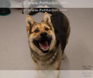 Akita-German Shepherd Dog Mix Dogs for adoption in Grasswood, Saskatchewan, Canada