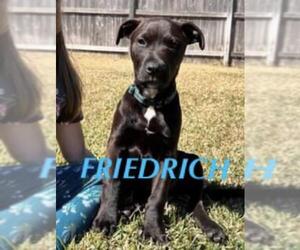 Mutt Dogs for adoption in Katy, TX, USA