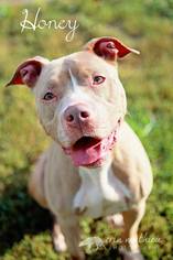 American Pit Bull Terrier Dogs for adoption in Hull, MA, USA