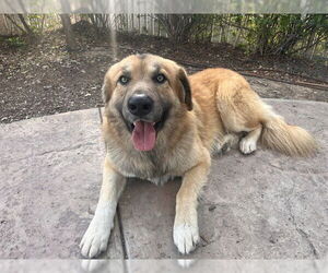 Great Pyrenees-Unknown Mix Dogs for adoption in Corona, CA, USA