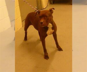 Mutt Dogs for adoption in Sanford, FL, USA
