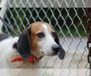 English Foxhound Dogs for adoption in Fairfax, VA, USA