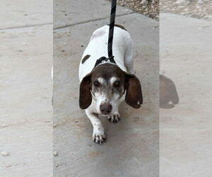 Dachshund-Unknown Mix Dogs for adoption in Cranston, RI, USA