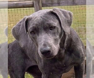 Mutt Dogs for adoption in Canton, CT, USA
