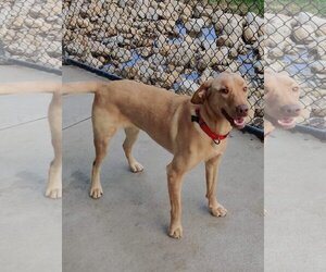 Labrador Retriever Dogs for adoption in St. Louis Park, MN, USA