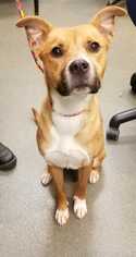 Boxador Dogs for adoption in Glen Allen, VA, USA