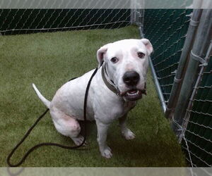 American Pit Bull Terrier Dogs for adoption in Downey, CA, USA