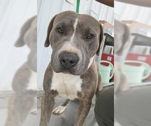 Mutt Dogs for adoption in Bakersfield, CA, USA