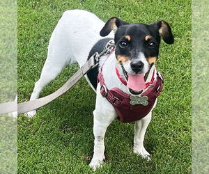 Rat Terrier-Unknown Mix Dogs for adoption in Atlanta, GA, USA