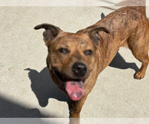 American Pit Bull Terrier-Unknown Mix Dogs for adoption in Tulsa, OK, USA