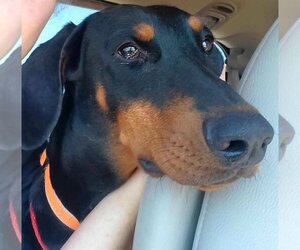 Doberman Pinscher Dogs for adoption in Omaha, NE, USA