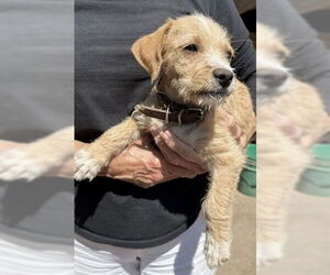 Mutt Dogs for adoption in Arlington, WA, USA