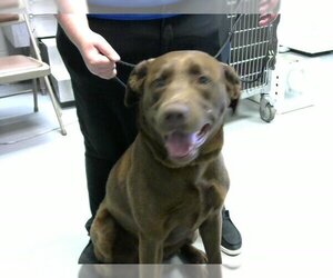 Labrador Retriever Dogs for adoption in Fayetteville, NC, USA