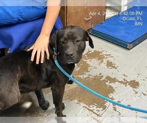 Labrador Retriever-Unknown Mix Dogs for adoption in Ocala, FL, USA