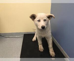 Siberian Husky-Unknown Mix Dogs for adoption in Orange, CA, USA