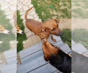 Redbone Coonhound Dogs for adoption in aurora, IL, USA
