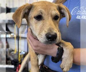Shepradors Dogs for adoption in Camarillo, CA, USA