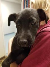 Labrador Retriever-Unknown Mix Dogs for adoption in Columbus, GA, USA