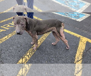 Mutt Dogs for adoption in Maryville, TN, USA