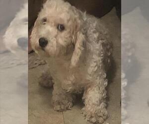 Poodle (Miniature) Dogs for adoption in San Antonio, TX, USA
