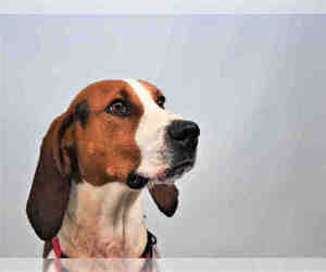 English Coonhound Dogs for adoption in Fort Collins, CO, USA