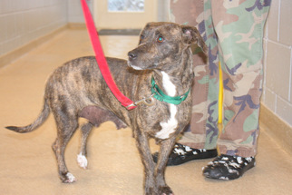 Dachshund Dogs for adoption in Salem, MA, USA