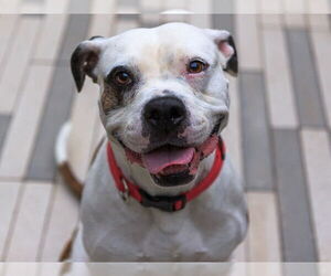 American Bulldog Dogs for adoption in Brighton, CO, USA