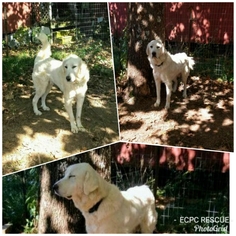 Great Pyrenees Dogs for adoption in toms river, NJ, USA