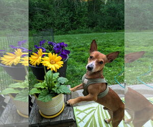 Chiweenie Dogs for adoption in St. Louis Park, MN, USA