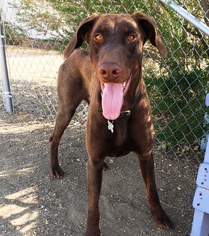 Doberman Pinscher Dogs for adoption in Newhall, CA, USA