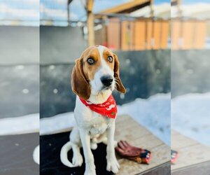 American Foxhound Dogs for adoption in Frisco, CO, USA