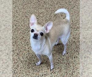 Chihuahua Dogs for adoption in Springfield, MA, USA