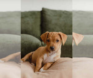 Dachshund-Unknown Mix Dogs for adoption in Mission Viejo, CA, USA