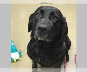 Labrador Retriever Dogs for adoption in Easton, MD, USA