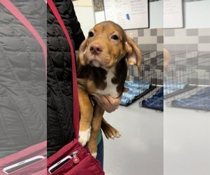 Vizsla Dogs for adoption in Chico, CA, USA