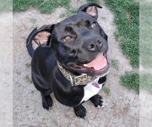 American Staffordshire Terrier Dogs for adoption in Phoenix, AZ, USA
