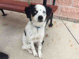 Small Australian Shepherd