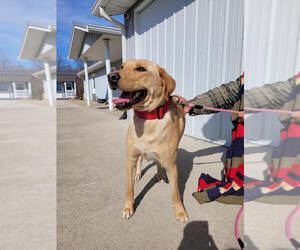Labrador Retriever-Unknown Mix Dogs for adoption in Linton, IN, USA